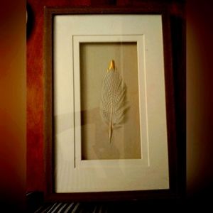 Framed Feather with a Gold tip